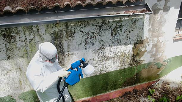 Top rated local Mold Removal specialists in Gainesville, VA